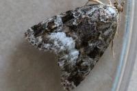 Deltote pygarga