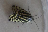 Emmelia trabealis