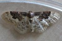 Idaea rusticata