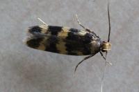 Oegoconia