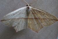 Timandra comae