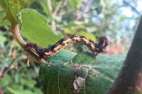 Erannis defoliaria