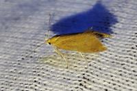 Crassa tinctella