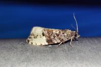 Hedya ochroleucana