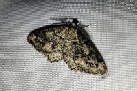 Cleorodes lichenaria
