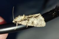 Acronicta strigosa