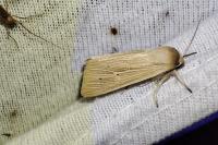 Mythimna pallens