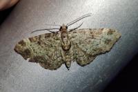 Pasiphila rectangulata