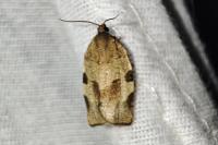 Choristoneura hebenstreitella