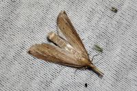 Schoenobius gigantella
