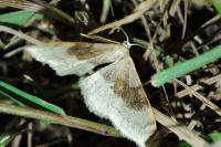 Idaea degeneraria