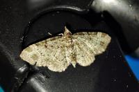 Pasiphila chloerata
