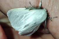 Leucoma salicis