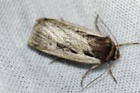 Ochropleura plecta unimacula
