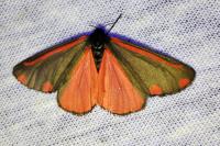 Tyria jacobaeae