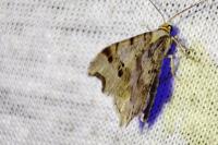 Macaria alternata