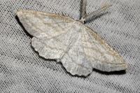 Perconia strigillaria