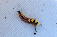 Orgyia antiqua