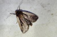 Ochropleura plecta