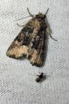 Oligia latruncula / Oligia strigilis / Oligia versicolor