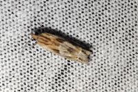 Eucosma cana / Eucosma hohenwartiana
