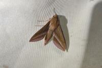 Deilephila elpenor
