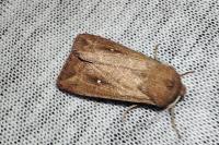 Mythimna albipuncta