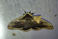 Saturnia pyri