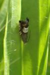 Grapholita compositella