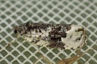 Apotomis turbidana