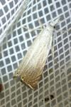 Chrysoteuchia culmella