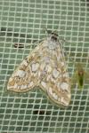 Elophila nymphaeata