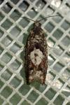 Epinotia immundana