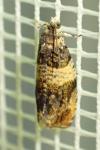 Celypha aurofasciana