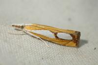 Catoptria pinella