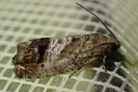 Cydia splendana