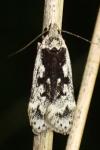 Anacampsis blattariella