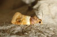 Epinotia festivana