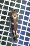 Scythris scopolella