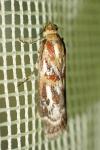 Acrobasis porphyrella