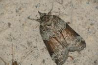 Nycteola siculana