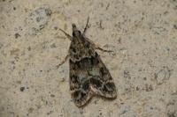 Eudonia