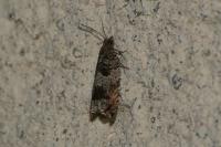 Ancylis achatana
