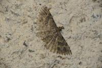 Alucita hexadactyla