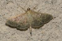 Patania ruralis