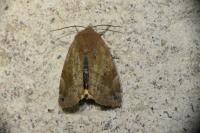 Cosmia affinis