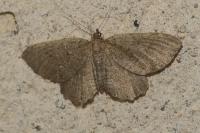 Philereme vetulata