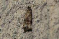 Endothenia