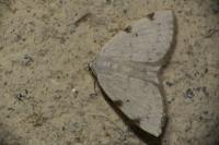 Lomographa bimaculata