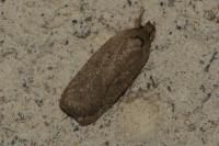 Agonopterix